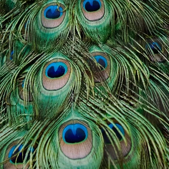 25 10X13 Poly Mailers Peacock Eyes PRICE IS FIRM - Picture 12 of 12